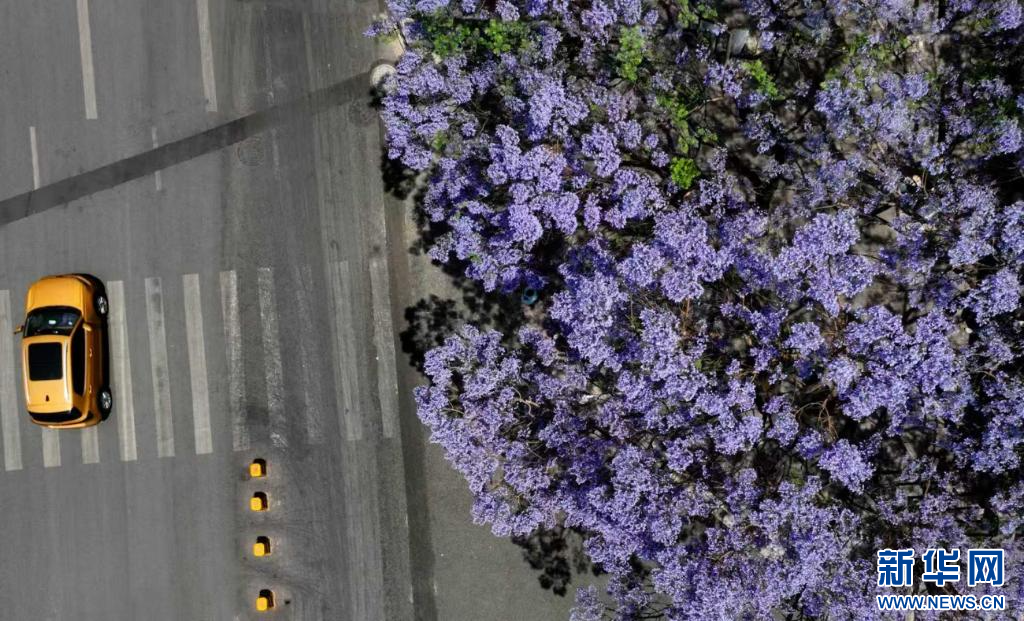 蓝花楹上线 把昆明装点成浪漫都市(图6)
