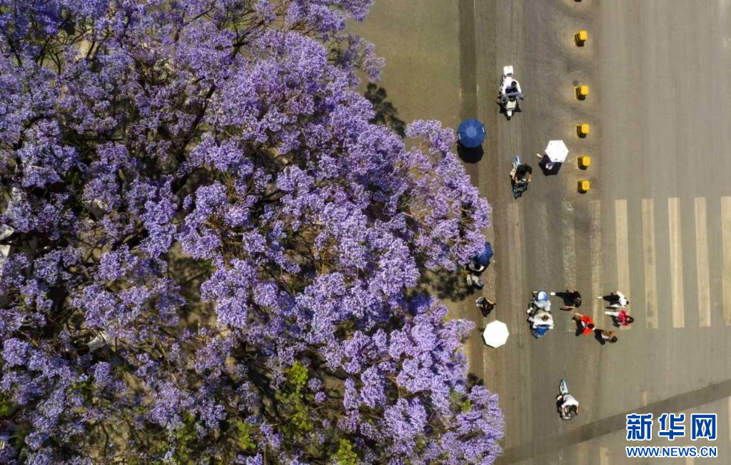 蓝花楹上线 把昆明装点成浪漫都市(图7)