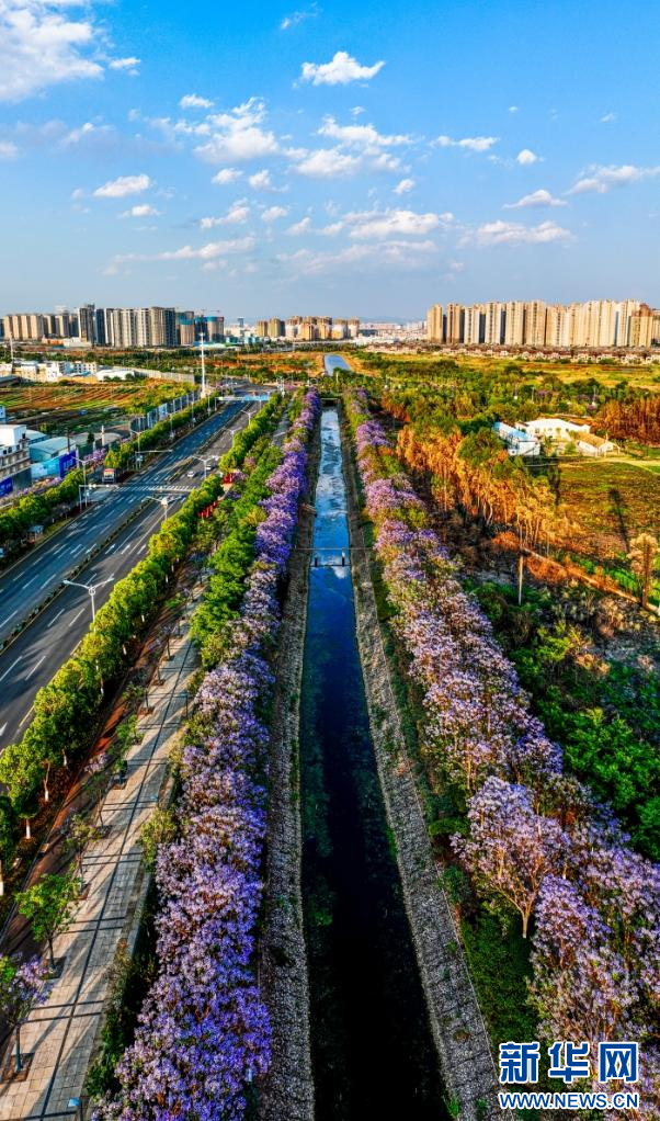 蓝花楹上线 把昆明装点成浪漫都市(图8)