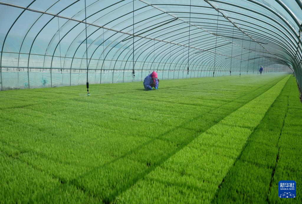 河北曹妃甸：春风和煦育秧忙(图3)