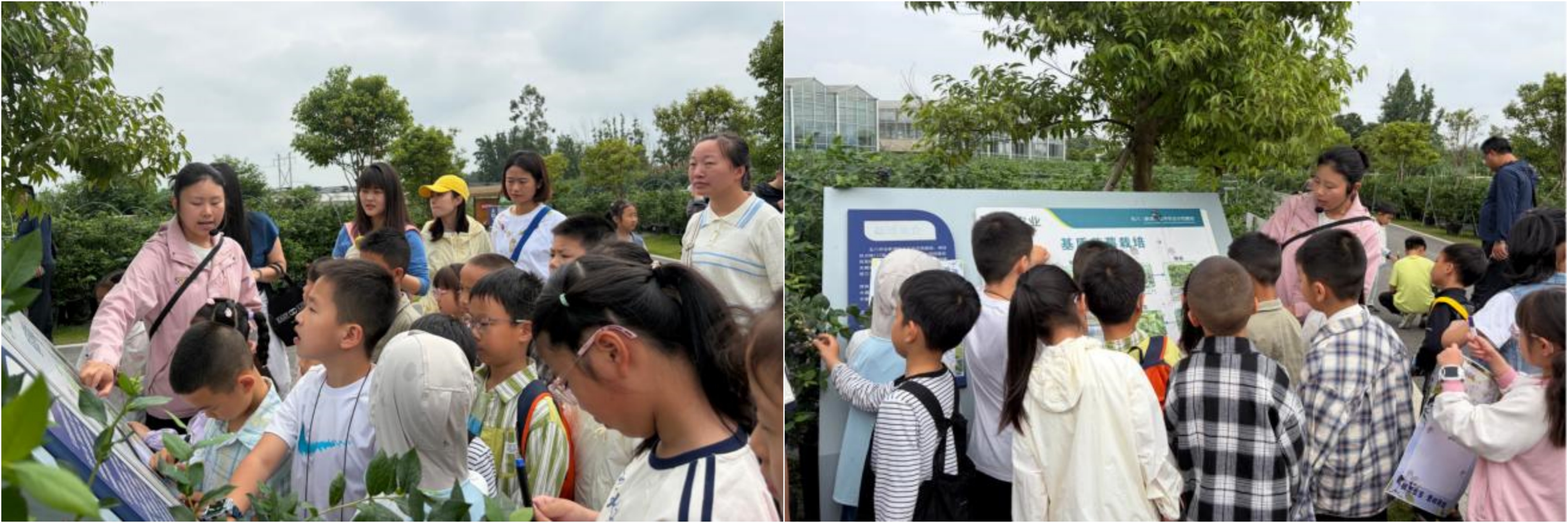 “津图乐游行”活动回顾丨探秘智慧农业， 乐享蓝莓采摘(图1)