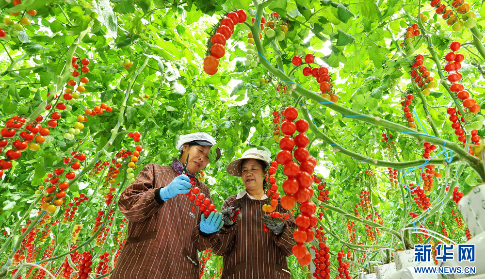甘肃张掖：番茄丰收串串红(图2)