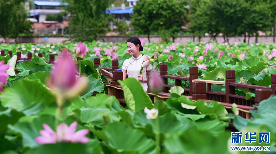 360度赏荷 沉浸式感受云南双江夏日浪漫(图2)